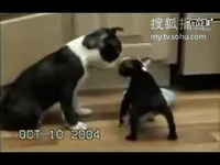 张佳慧颂在那个平台 由于版权或平台合作可能变动