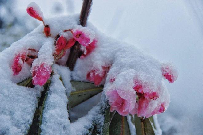 重生 囚笼的金丝雀