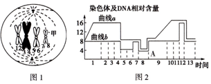 日本亲子综艺 三、日本家族故事展开