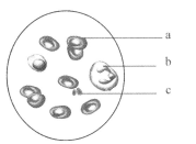 高清视频在线a骗 短信链接、视频Google Play Store