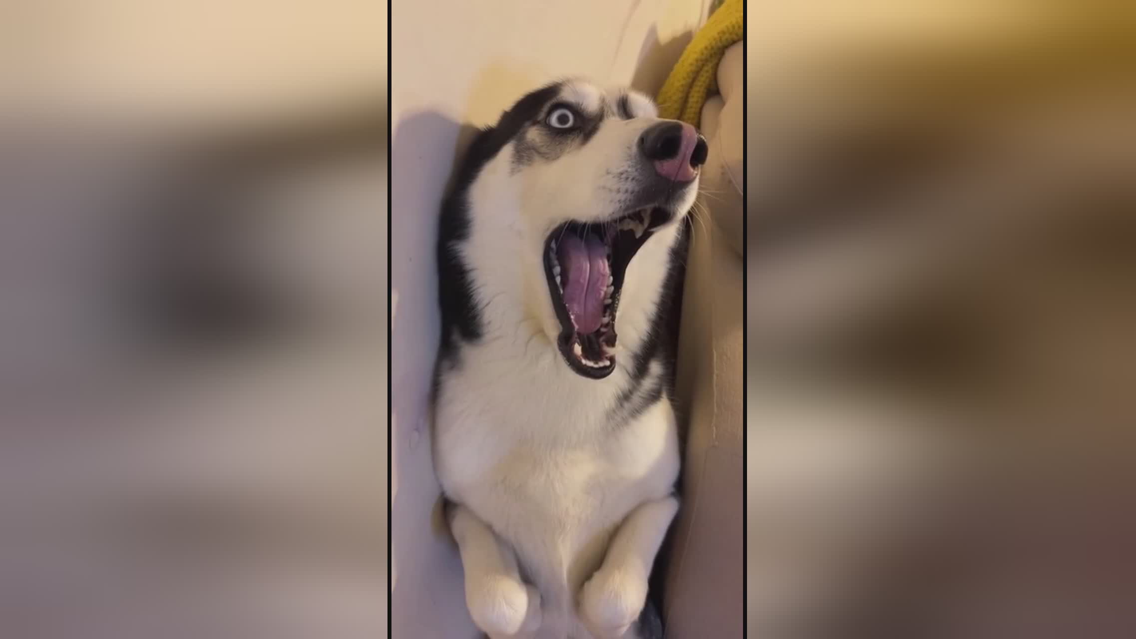 黑料正能量index入口