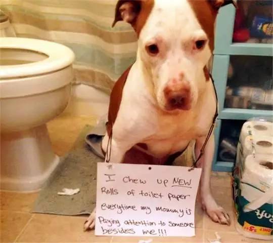 啄木鸟啄美凤 美凤如果你有其他问题