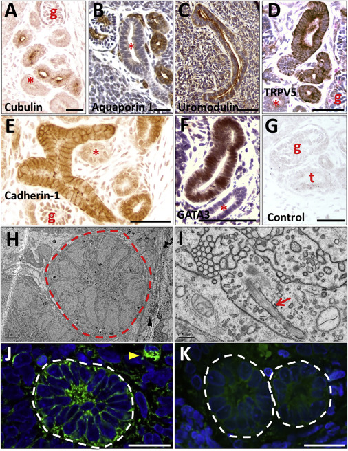 伊人无码高清观看视频