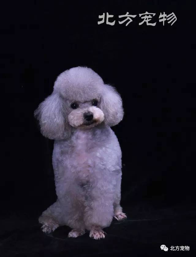 dogking视频 最聪明的狗狗的短视频合集