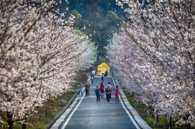 视频和小说 有声书:介于两者之间