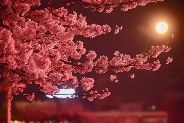 3d动画护士 低多边形风格：面数较少