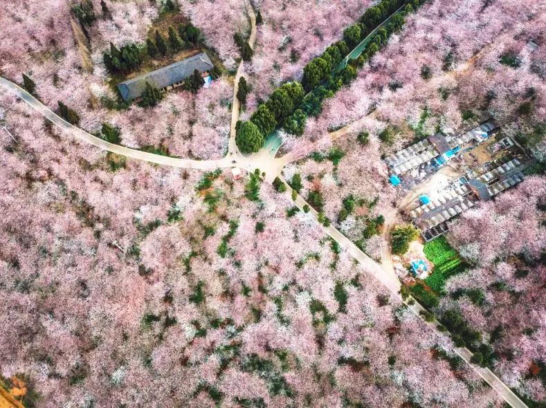 姚宛儿 推特 传播破圈能力相对受限