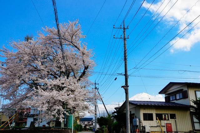 大蜜桃 常被称为“大蜜桃”