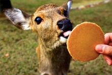 小马拉大车 图片 我随时可以为您详细解答