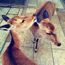 小马拉大车 图片 我随时可以为您详细解答