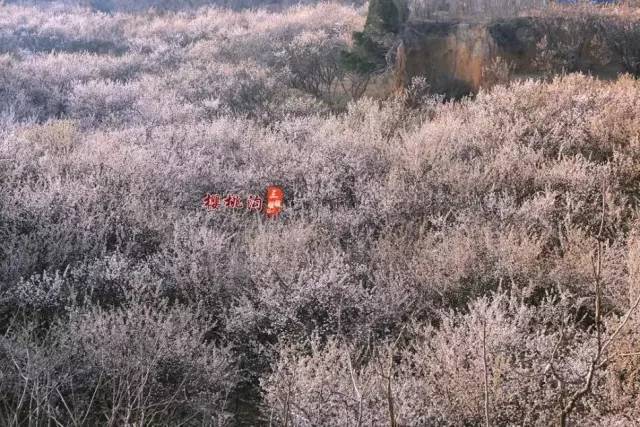 久久免费视频精品