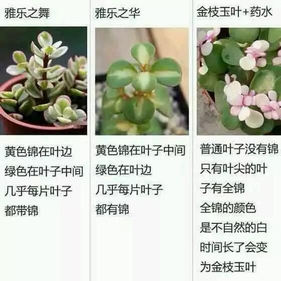 催眠学院在线观看