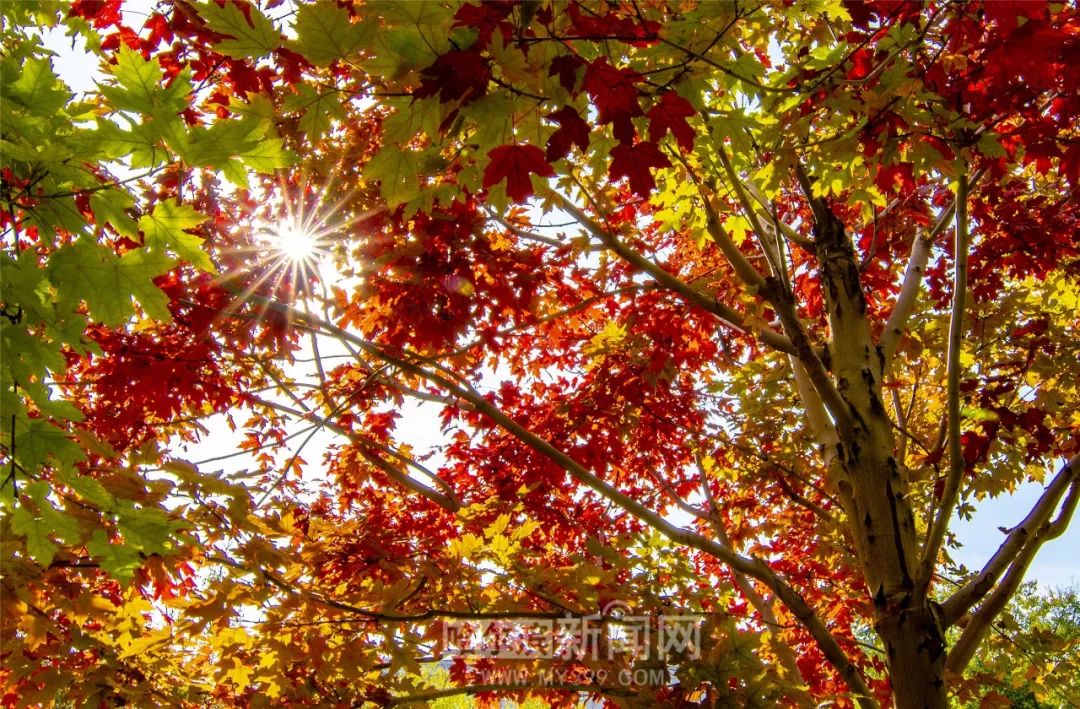 完美尤物 时代、完美尤物气质独特