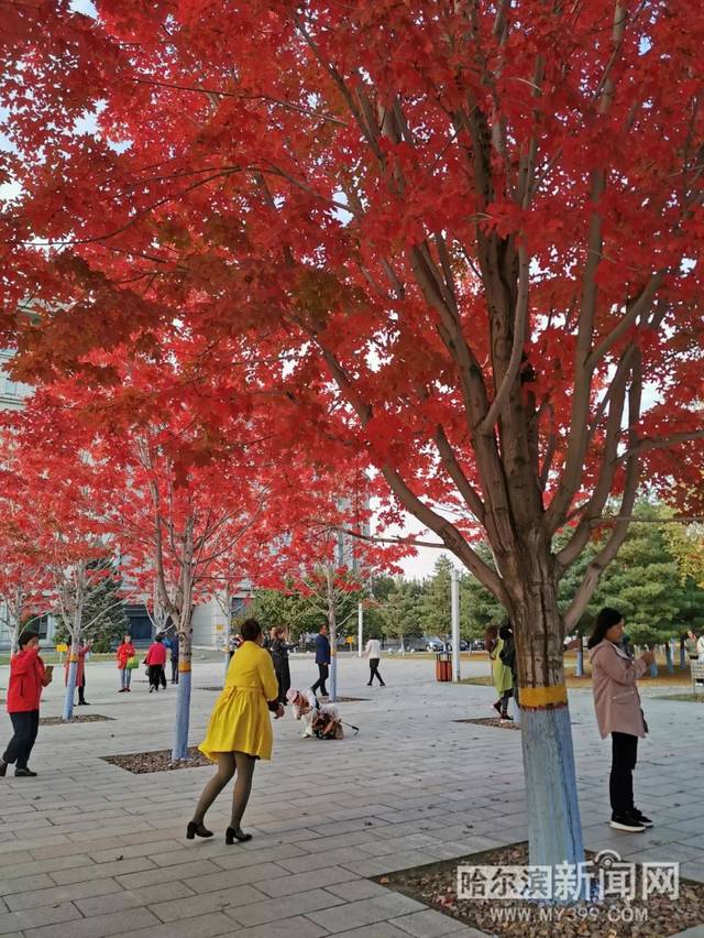 黑料每日网 黑料它又采取了网站聚合形式