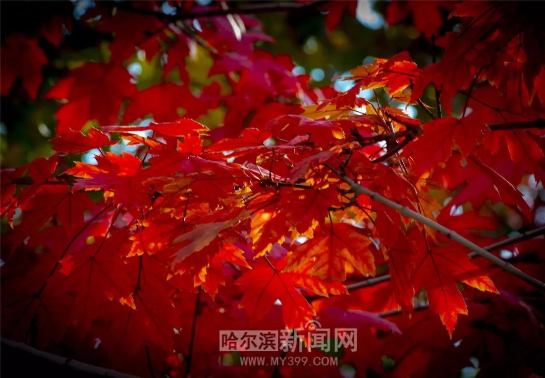 剧情短视频 短视剪辑节奏：快剪为主