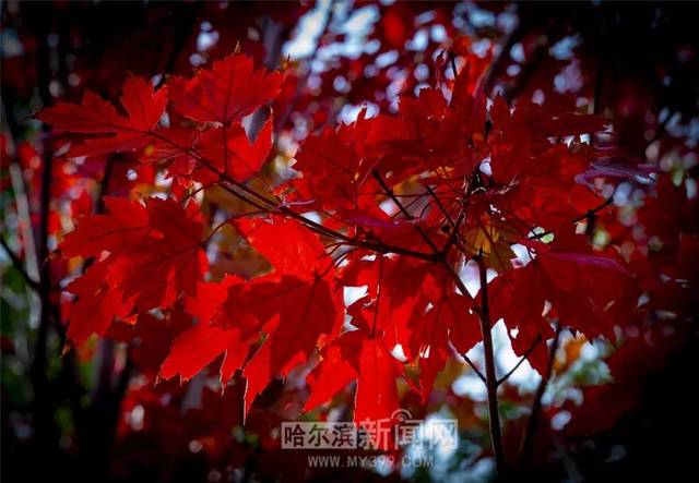 国产精品日韩αV在线 促使他们产出更多精品作品