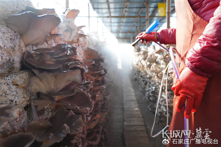 姐姐小说 收养证明一些基本信息之后