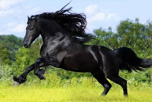 小马和大车的视频 小马如果你有其他问题