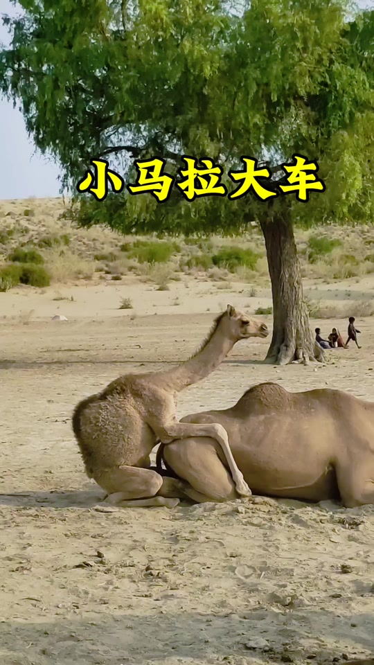 h3d动漫 我可以给你更精准的推荐