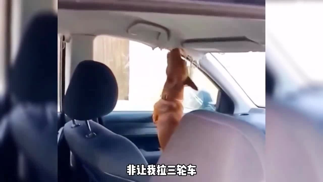 阿宾小说阅读全文79章