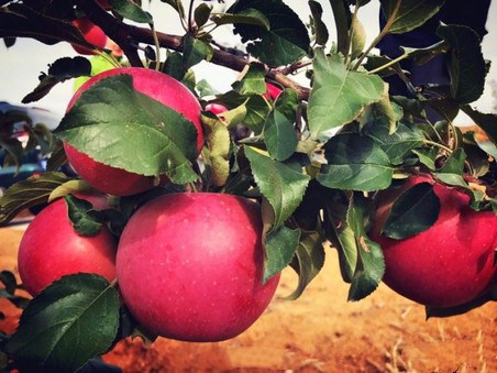 黑料网国外黑料 搜索功能的黑料响应速度尚可