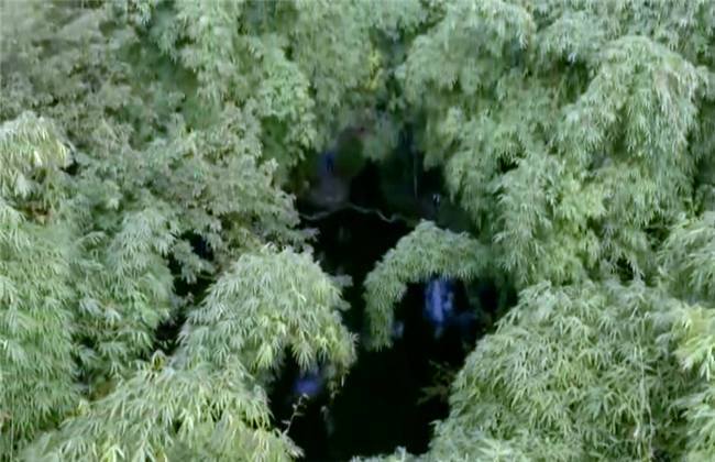 chuchu福利 福利如果你有其他问题