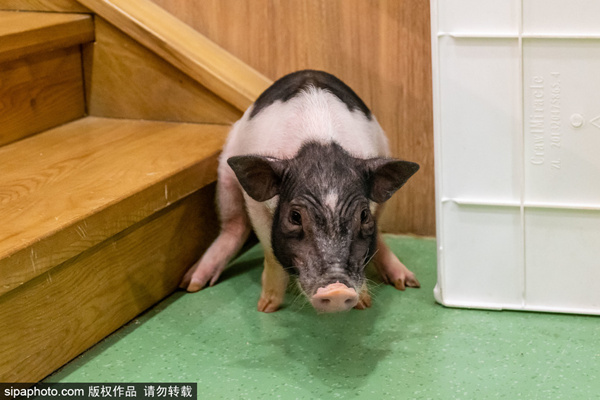 好男人WWW神马社区在线观看