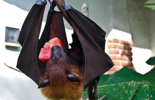 久久精品娱乐亚洲精品