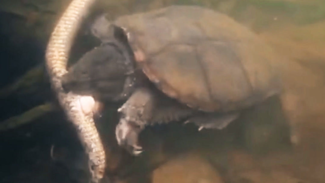 成人一个就够了