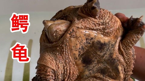 偷自视频区视频真实