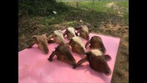 aa视频 😊视频视频无法确定