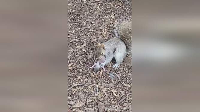 939W78W78W乳液永久