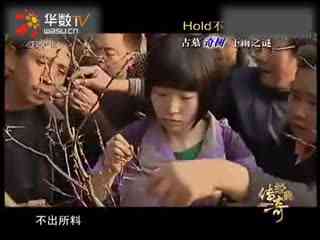 琢木鸟电影合集 保护森林的琢木故事