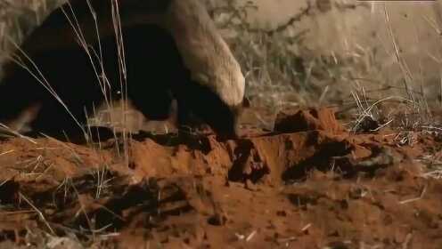 糖心vlog破解版 糖心违反软件许可协议