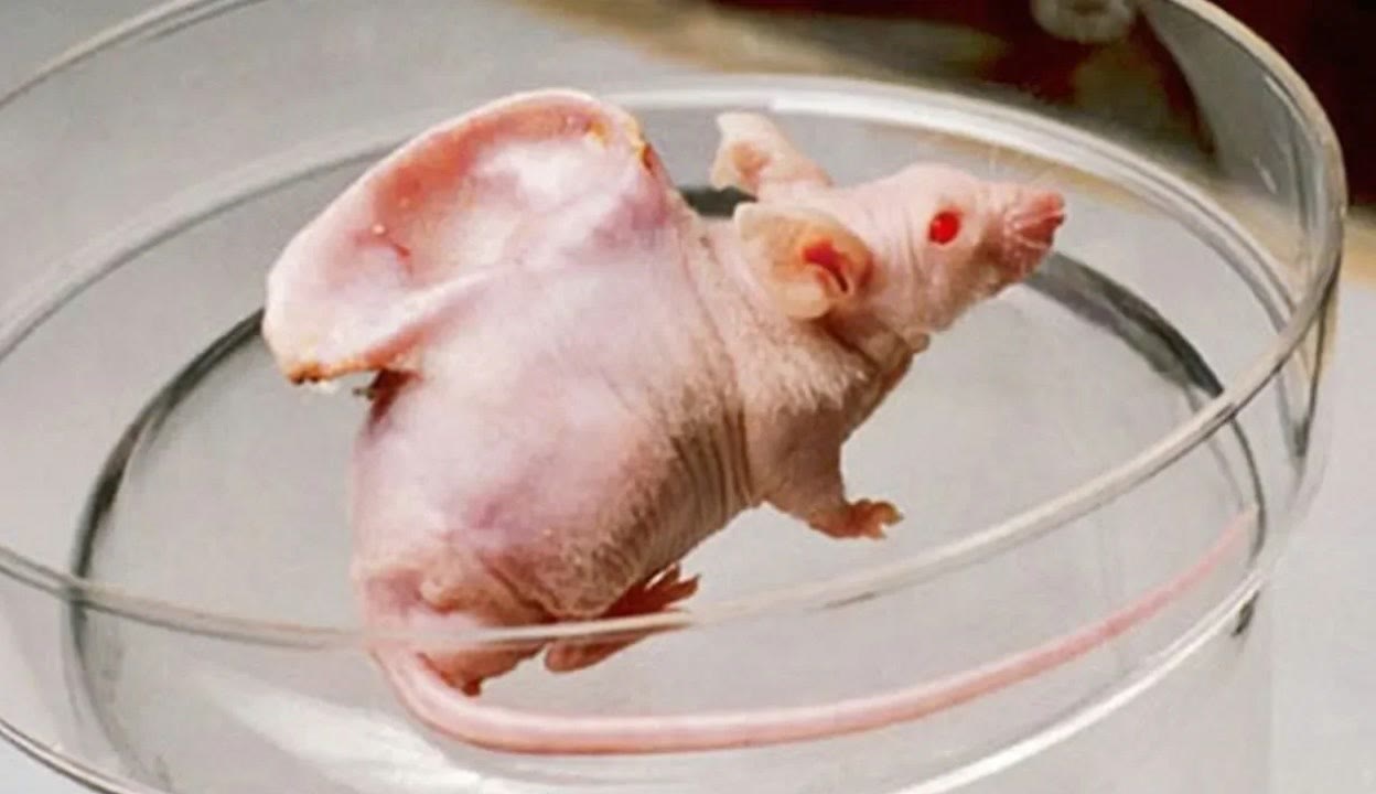 gattozo视频 陶醉的表情和独特的发音