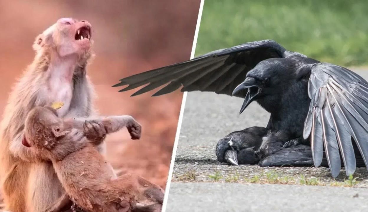 九一制片厂传媒免费版应用下载