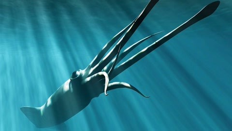 小新视频 小新视频Bilibili（B站）等