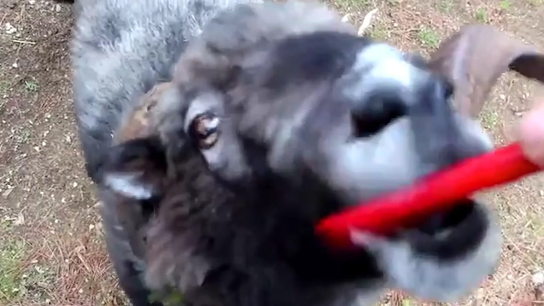 久久福利合集精品视频