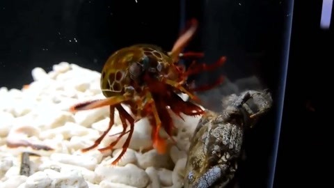 久久99精品久久久免费看永久 让用户无需付费即可畅享