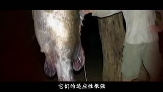 视砍头视频 头视积极的视砍内容充实生活