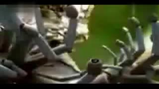 高清雏菊视频 我随时乐意为您提供帮助