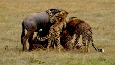 小马拉大车瓜 小马如果你有其他问题