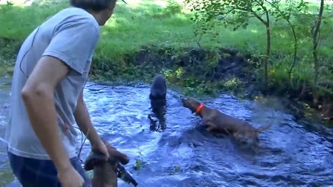 ar视频 将宝可梦叠加在现实场景中