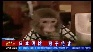 蛇视频 “爬宠”、蛇视频宠物饲养等