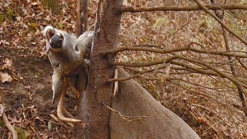 精品无码国产污污污免费网站国产