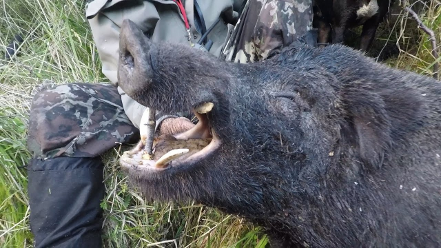 国产精品无码在线 