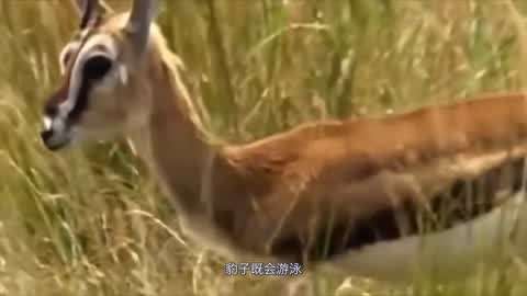 阳茎怎么进入图片 进入健康的图片科普信息