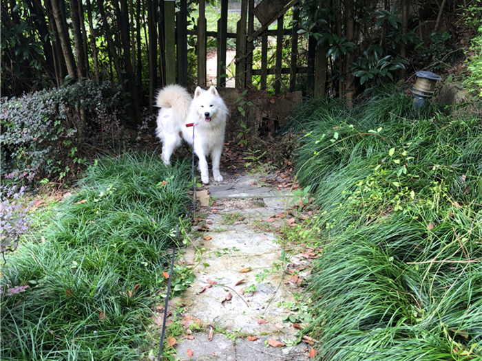 苏里南韩剧免费观看