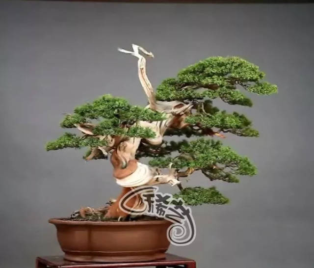 无遮无挡在线看