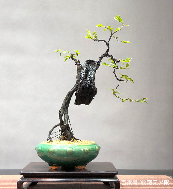 老狼一卡2卡3卡4卡2021免费 老狼可能让活动提前结束